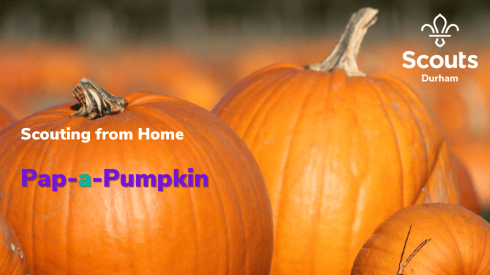 Pap a Pumpkin 768x432