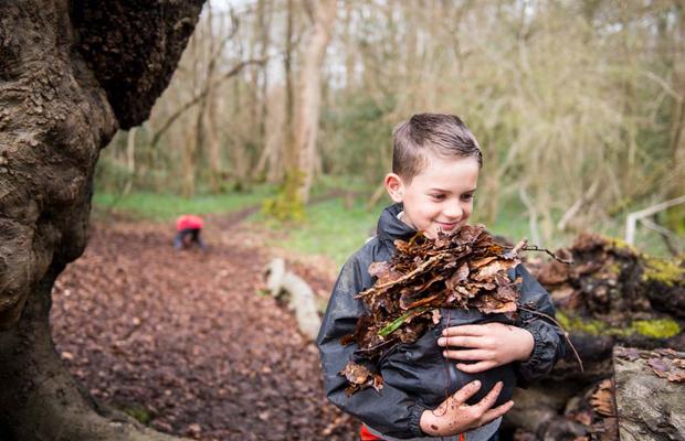 Cub carrying leaves jpg